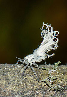 Madagascan Flatid Leaf-Bug