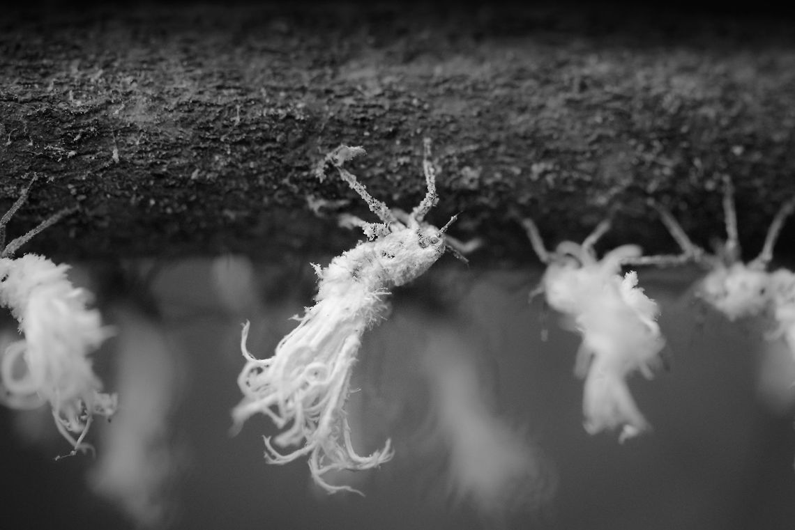 Closeup of Flower Bugs, Marojejy, Madagascar  Africa,Flatida coccinea,Flower bug,Madagascan Flatid Leaf-Bug,Madagascar,Madagascar North,Marojejy,Phromnia rosea,World