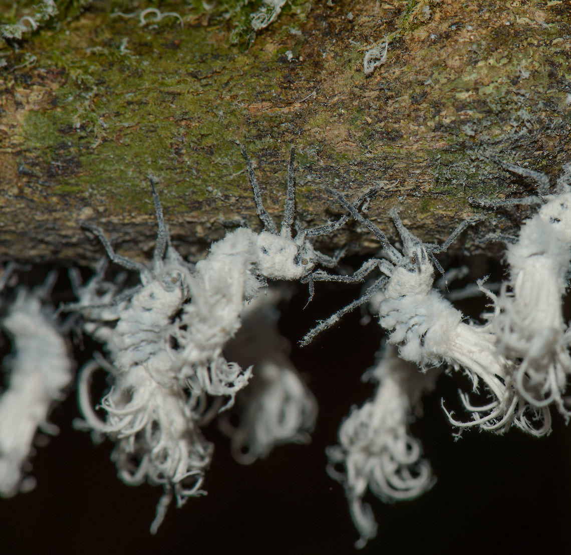 Flower bugs hanging on falllen tree, Marojejy, Madagascar  Africa,Flatida coccinea,Flower bug,Madagascan Flatid Leaf-Bug,Madagascar,Madagascar North,Marojejy,Phromnia rosea,World