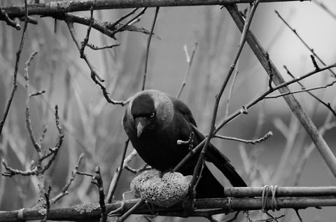 Western Jackdaw death stare The creature receiving this stare should be deeply worried. Birds,Coloeus monedula,Garden,Western Jackdaw