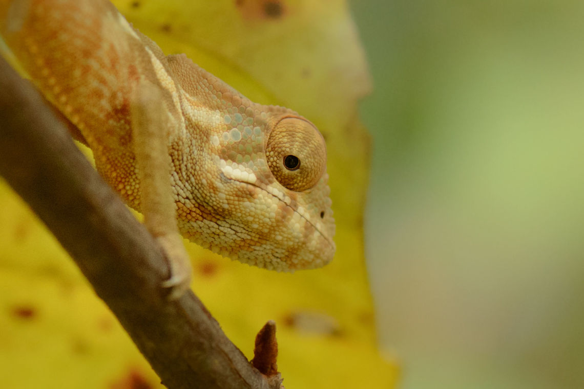 Panther Chameleon closeup, Marojejy, Madagascar  Africa,Furcifer pardalis,Geotagged,Madagascar,Madagascar North,Marojejy,Panther chameleon,Spring,World
