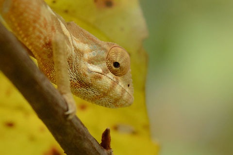 Panther Chameleon closeup, Marojejy, Madagascar  Africa,Furcifer pardalis,Geotagged,Madagascar,Madagascar North,Marojejy,Panther chameleon,Spring,World