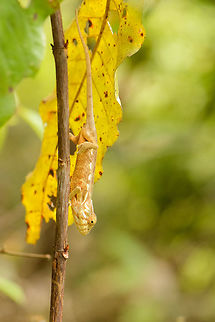 Panther Chameleon on branch, Marojejy, Madagascar We made it down Marojejy mountain and still had some more walking to do in the open sun in an agricultural area. Our guide asked us how many Panther chameleons to find, to which I replied "10!". He was expecting more of a number like 3, but tried anyway, and succeeded. It showed quite well that he is skilled, we found none of our own. Africa,Furcifer pardalis,Geotagged,Madagascar,Madagascar North,Marojejy,Panther chameleon,Spring,World