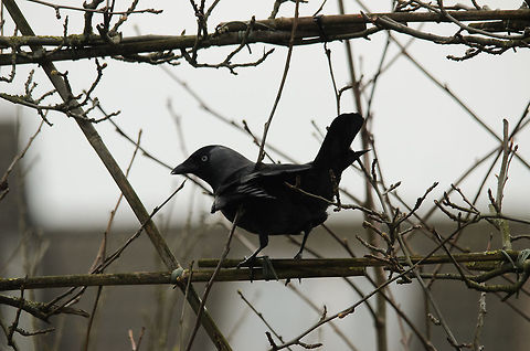 Jackdaw on guard Out of the various species of birds visiting my garden, the Jackdaw by far is the most cautious one. Even a single move seen in the house is enough to trigger it to take off. Birds,Coloeus monedula,Garden,Western Jackdaw