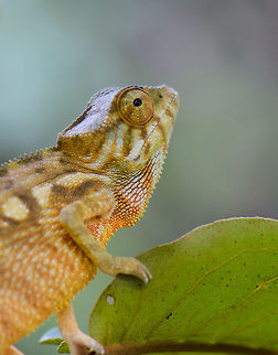 Panther Chameleon closeup on leaf, Marojejy, Madagascar  Africa,Furcifer pardalis,Madagascar,Madagascar North,Marojejy,Panther chameleon,World