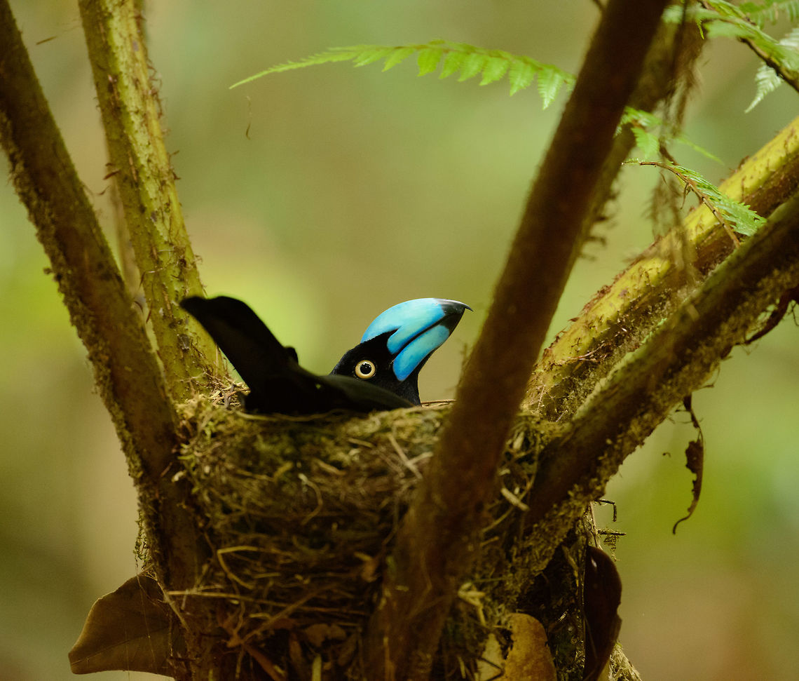 Helmet Vanga nesting, Marojejy, Madagascar 3 days earlier we were going up the Marojejy mountain and found this nesting Helmet Vanga at the very foot of the mountain. Coming back down again, it was still here. If you search photos of this species online, you will often see a photo similar to this, so I'm guessing it's a celebrity :) Africa,Euryceros prevostii,Helmet vanga,Madagascar,Madagascar North,Marojejy,World