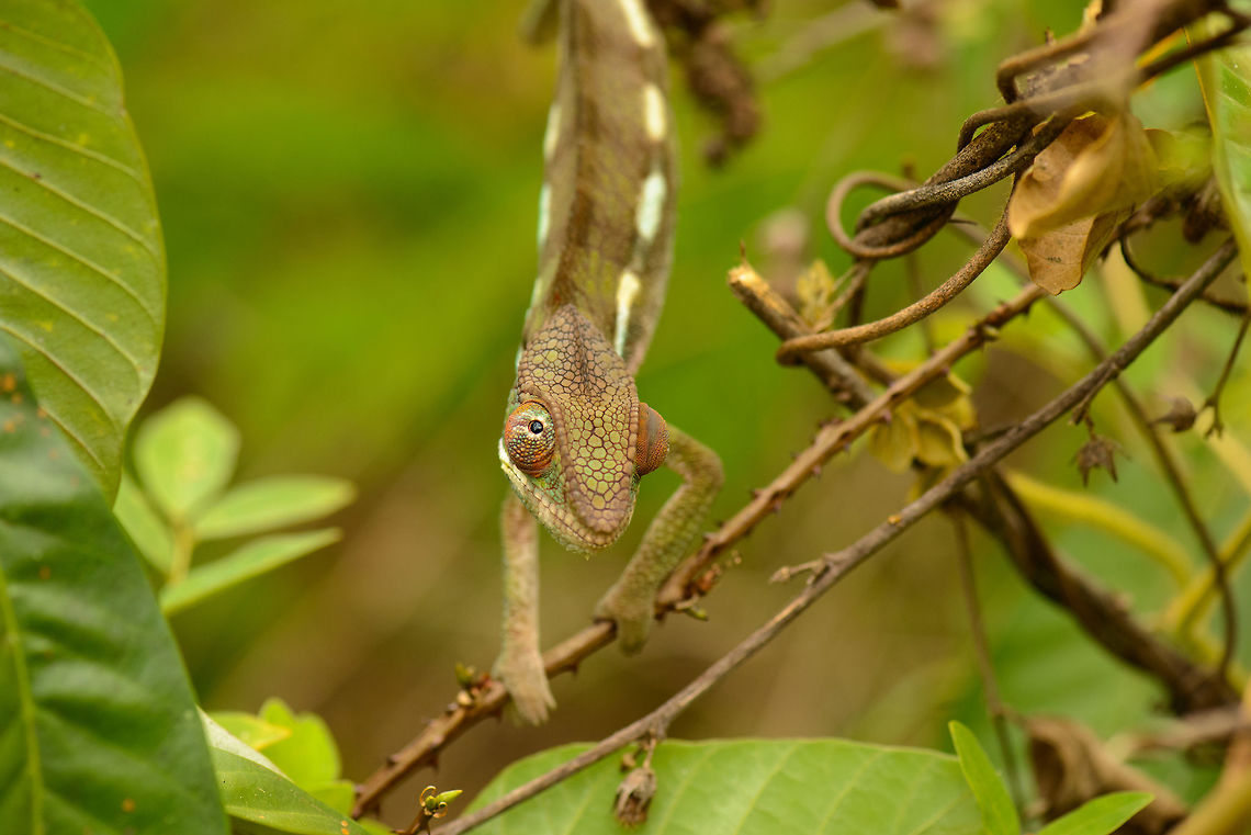 Large Panther Chameleon near Marojejy, Madagascar Far larger than the other 9 we found on this same trail. Closeup:<br />
<figure class="photo"><a href="https://www.jungledragon.com/image/36798/mug_shot_of_panther_chameleon_near_marojejy_madagascar.html" title="Mug shot of Panther Chameleon near Marojejy, Madagascar"><img src="https://s3.amazonaws.com/media.jungledragon.com/images/2/36798_thumb.jpg?AWSAccessKeyId=05GMT0V3GWVNE7GGM1R2&Expires=1763596810&Signature=3qw6hCUnZ7VKW0bJhenB4qi3ga0%3D" width="200" height="170" alt="Mug shot of Panther Chameleon near Marojejy, Madagascar Showcasing the independence in the two eyes.  Africa,Furcifer pardalis,Geotagged,Madagascar,Madagascar North,Marojejy,Panther chameleon,Spring,World" /></a></figure><br />
Even closer:<br />
<br />
<figure class="photo"><a href="https://www.jungledragon.com/image/36800/panther_chameleon_eye_closeup_marojejy_madagascar.html" title="Panther Chameleon eye closeup, Marojejy, Madagascar"><img src="https://s3.amazonaws.com/media.jungledragon.com/images/2/36800_thumb.jpg?AWSAccessKeyId=05GMT0V3GWVNE7GGM1R2&Expires=1763596810&Signature=6L%2B%2BGXSi95CVHPi2467zGzCOBQE%3D" width="200" height="152" alt="Panther Chameleon eye closeup, Marojejy, Madagascar Heavily cropped, so it&#039;s not super sharp. Africa,Furcifer pardalis,Geotagged,Madagascar,Madagascar North,Marojejy,Panther chameleon,Spring,World" /></a></figure> Africa,Furcifer pardalis,Geotagged,Madagascar,Madagascar North,Marojejy,Panther chameleon,Spring,World
