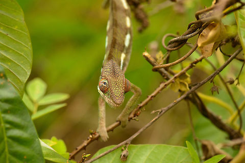 Large Panther Chameleon near Marojejy, Madagascar Far larger than the other 9 we found on this same trail. Closeup:
http://www.jungledragon.com/image/36798/mug_shot_of_panther_chameleon_near_marojejy_madagascar.html
Even closer:

http://www.jungledragon.com/image/36800/panther_chameleon_eye_closeup_marojejy_madagascar.html Africa,Furcifer pardalis,Geotagged,Madagascar,Madagascar North,Marojejy,Panther chameleon,Spring,World