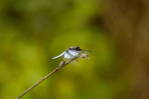 Palpopleura vestita, Marojejy, Madagascar  Africa,Geotagged,Madagascar,Madagascar North,Marojejy,Palpopleura vestita,Spring,World