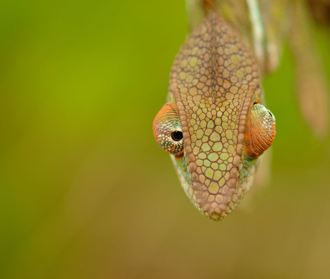 Mug shot of Panther Chameleon near Marojejy, Madagascar Showcasing the independence in the two eyes.  Africa,Furcifer pardalis,Geotagged,Madagascar,Madagascar North,Marojejy,Panther chameleon,Spring,World