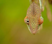 Mug shot of Panther Chameleon near Marojejy, Madagascar Showcasing the independence in the two eyes. Africa,Furcifer pardalis,Geotagged,Madagascar,Madagascar North,Marojejy,Panther chameleon,Spring,World