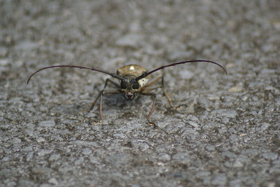 Batocera closeup One of the largest insects in the world, its horns exceed the length of the body. Batocera Wallacei,Batocera wallacei,Insects,Malaysia