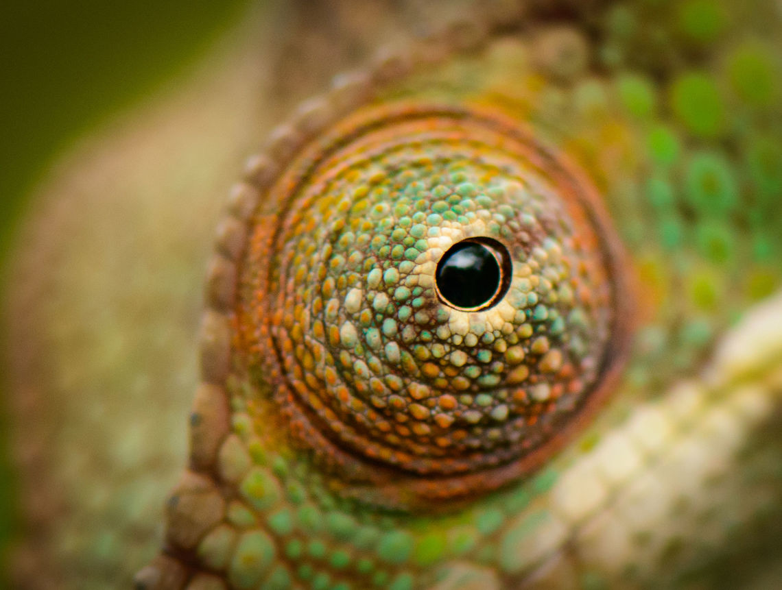 Panther Chameleon eye closeup, Marojejy, Madagascar Heavily cropped, so it&#039;s not super sharp. Africa,Furcifer pardalis,Geotagged,Madagascar,Madagascar North,Marojejy,Panther chameleon,Spring,World