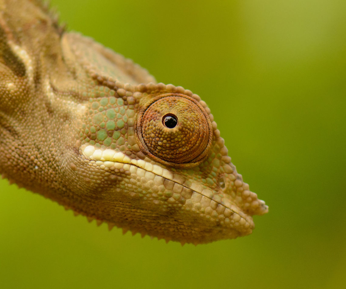 Sideview closeup of Panther Chameleon, Marojejy, Madagascar  Africa,Furcifer pardalis,Geotagged,Madagascar,Madagascar North,Marojejy,Panther chameleon,Spring,World