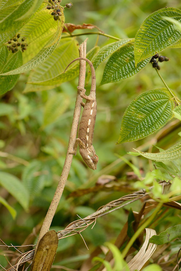 Panther Chameleon walking down twig, Marojejy, Madagascar Closeup:<br />
<figure class="photo"><a href="https://www.jungledragon.com/image/36803/panther_chameleon_sideview_marojejy_madagascar.html" title="Panther Chameleon sideview, Marojejy, Madagascar"><img src="https://s3.amazonaws.com/media.jungledragon.com/images/2/36803_thumb.jpg?AWSAccessKeyId=05GMT0V3GWVNE7GGM1R2&Expires=1769040010&Signature=zU3eAcZOSOEtSZ9y1B1upTXDtXQ%3D" width="200" height="160" alt="Panther Chameleon sideview, Marojejy, Madagascar  Africa,Furcifer pardalis,Geotagged,Madagascar,Madagascar North,Marojejy,Panther chameleon,Spring,World" /></a></figure><br />
Even closer:<br />
<br />
<figure class="photo"><a href="https://www.jungledragon.com/image/36801/sideview_closeup_of_panther_chameleon_marojejy_madagascar.html" title="Sideview closeup of Panther Chameleon, Marojejy, Madagascar"><img src="https://s3.amazonaws.com/media.jungledragon.com/images/2/36801_thumb.jpg?AWSAccessKeyId=05GMT0V3GWVNE7GGM1R2&Expires=1769040010&Signature=dp1MZYP8AXms50BWV7o1SLgmRy8%3D" width="200" height="168" alt="Sideview closeup of Panther Chameleon, Marojejy, Madagascar  Africa,Furcifer pardalis,Geotagged,Madagascar,Madagascar North,Marojejy,Panther chameleon,Spring,World" /></a></figure> Africa,Furcifer pardalis,Geotagged,Madagascar,Madagascar North,Marojejy,Panther chameleon,Spring,World