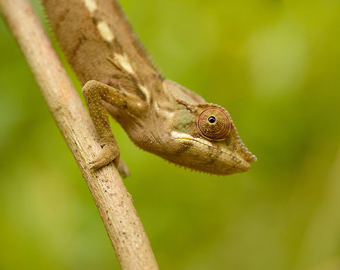 Panther Chameleon sideview, Marojejy, Madagascar  Africa,Furcifer pardalis,Geotagged,Madagascar,Madagascar North,Marojejy,Panther chameleon,Spring,World