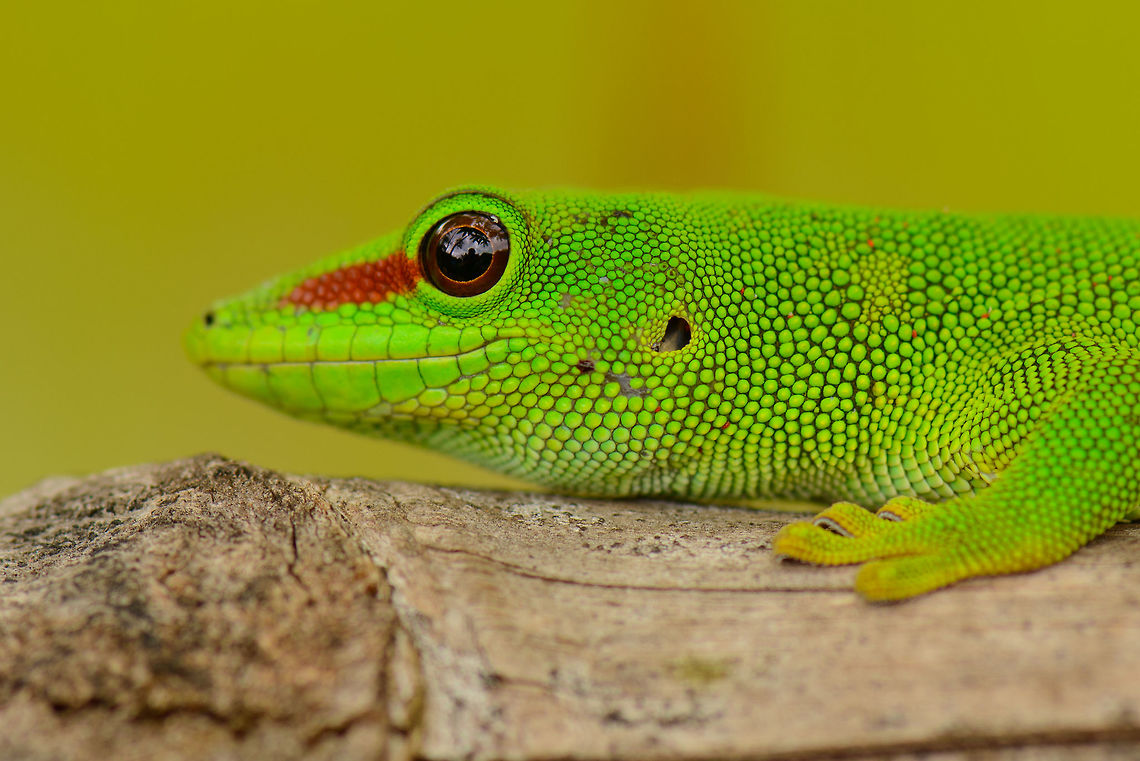 Madagascar Giant Day Gecko closeup, Marojejy, Madagascar  Africa,Geotagged,Madagascar,Madagascar North,Marojejy,Phelsuma grandis,Phelsuma madagascariensis grandis,Spring,World