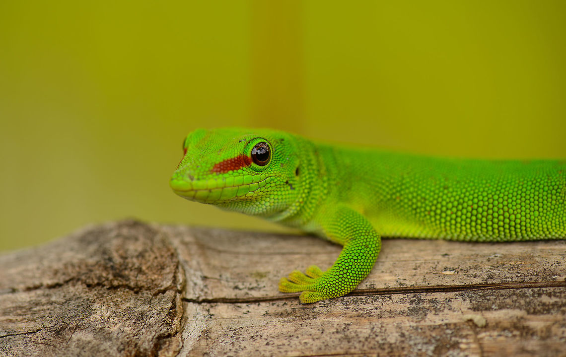 Madagascar Giant Day Gecko greeting us, Marojejy, Madagascar  Africa,Geotagged,Madagascar,Madagascar North,Marojejy,Phelsuma grandis,Phelsuma madagascariensis grandis,Spring,World