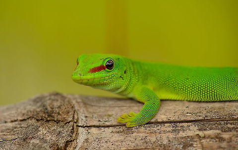 Madagascar Giant Day Gecko greeting us, Marojejy, Madagascar  Africa,Geotagged,Madagascar,Madagascar North,Marojejy,Phelsuma grandis,Phelsuma madagascariensis grandis,Spring,World