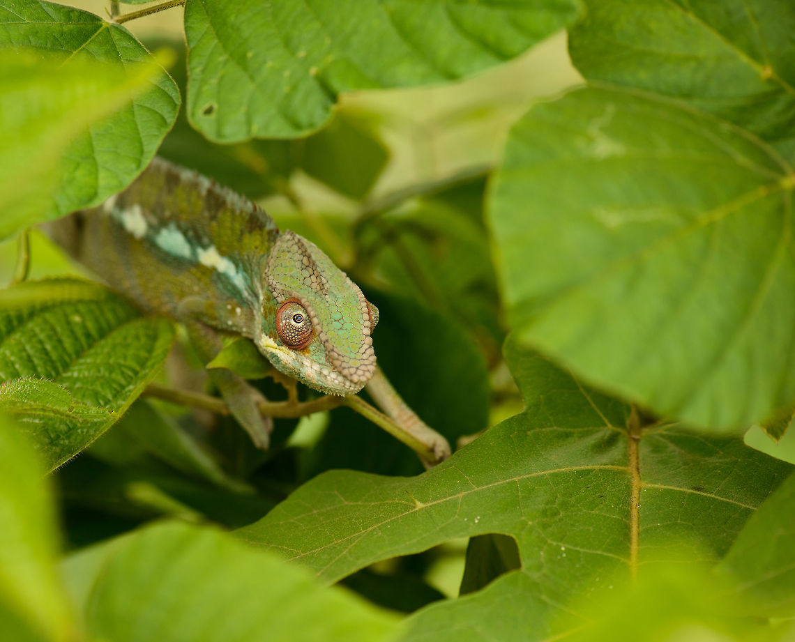 Panther Chameleon final goodbye, Marojejy, Madagascar Last photo in our Marojejy set, a fantastic and memorable few days. Full set:<br />
<br />
<a href="https://www.jungledragon.com/tag/24533/marojejy.html" title="Marojejy" class="tag"><em>160</em>Marojejy</a> Africa,Furcifer pardalis,Geotagged,Madagascar,Madagascar North,Marojejy,Panther chameleon,Spring,World