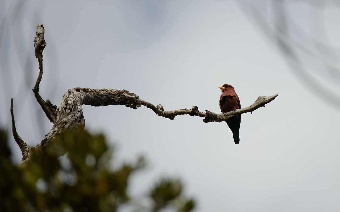 Broad-billed Roller, Amber Mountain, Madagascar Opening the Amber mountain set with this first photo. It's quite poor due to the distance and shooting against the light. In fact, our guide pointed it out as a Bulbul, but it turns out to be a Roller after recovering some details. Africa,Amber Mountain,Cinnamon roller,Eurystomus glaucurus,Madagascar,Madagascar North,World