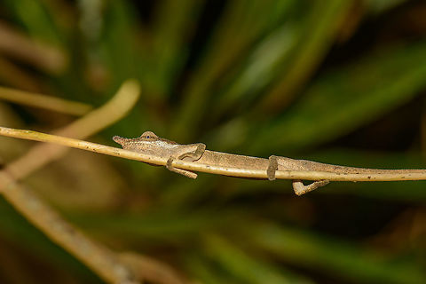 Calumma linotum - side view, Amber Mountain, Madagascar The typical flee response of any chameleon, showing their underside. Africa,Amber Mountain,Calumma linotum,Madagascar,Madagascar North,World