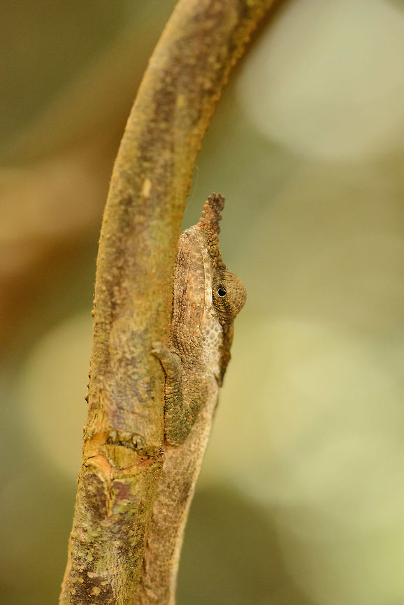 Calumma linotum, Amber Mountain, Madagascar  Africa,Amber Mountain,Calumma linotum,Madagascar,Madagascar North,World