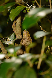 Amber Mountain Chameleon, Amber Mountain, Madagascar The locally endemic Calumma species named after its very narrow distribution in Amber Mountain NP. Africa,Amber Mountain,Calumma amber,Geotagged,Madagascar,Madagascar North,Spring,World