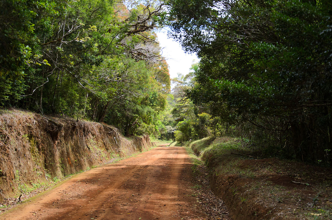 Amber Mountain NP, Madagascar Is this what you would have expected when going to a supposedly jungle-covered mountain? Neither did we. Amber mountain was a disappointment in several ways. As you can see, the path is very wide. It is used by local villagers (they shouldn&#039;t) as well as cars using this path as a shortcut to bring tourists unable or unwilling to walk to the next point in the park. <br />
<br />
The actual forest is on the sides of the trail, as you can see. Yet it is elevated, so it is very hard to properly spot or photograph species. Oh, and 2/3 of the park was closed due to safety issues around the lakes. It has folks looking to rob you, and a killing has been reported as well. In the areas that are open, there are several military checkpoints. <br />
<br />
Not great. Yet with two visits planned in our program we figured to just make the best of it. With a wish-list of species in hand, we went on a &quot;hunt&quot; to find them all, and that way still made things enjoyable. Africa,Amber Mountain,Madagascar,Madagascar North,World