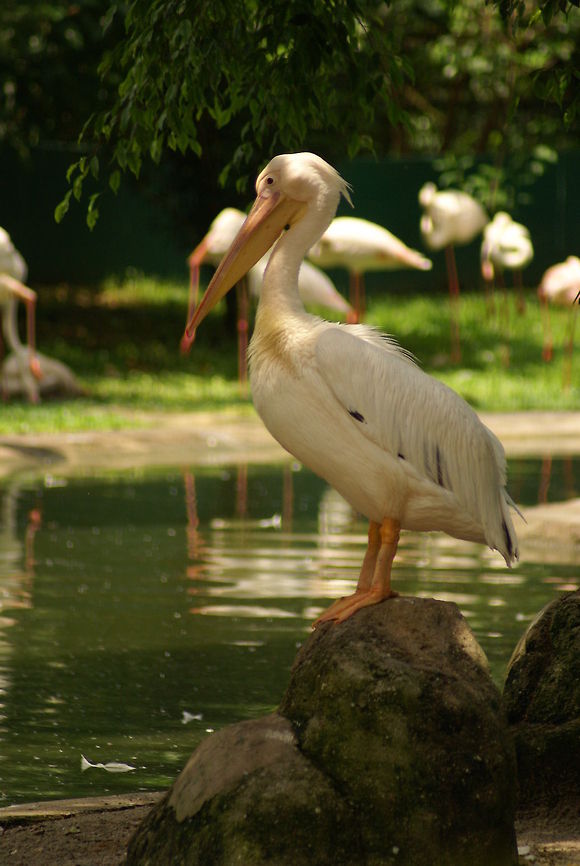 Pelican Portrait view of a large white Pelican in Kuala Lumpur&#039;s Bird Park. Birds,Great White Pelican,Malaysia,Pelecanus onocrotalus,Pelican