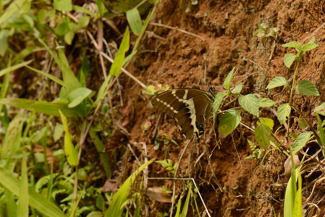 Papilio delalandei, Amber Mountain, Madagascar Taken with the long lens, so not a great shot. My theory is that this is a female Papilio mangoura:<br />
<a href="https://en.wikipedia.org/wiki/Papilio_mangoura#/media/File:PapiliomangouraHewitson,1875Female.JPG" rel="nofollow">https://en.wikipedia.org/wiki/Papilio_mangoura#/media/File:PapiliomangouraHewitson,1875Female.JPG</a><br />
<br />
Other contenders may be Papilio demodocus or Papilio erithonioides. Africa,Amber Mountain,Geotagged,Madagascar,Madagascar North,Papilio delalandei,Spring,World