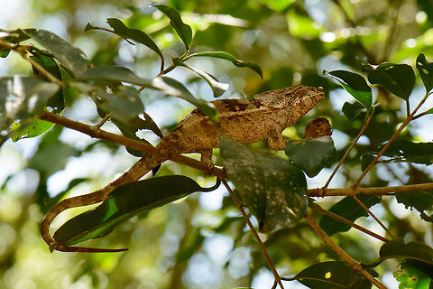 Amber Mountain Chameleon on the go, Madagascar Full body shot.  Africa,Amber Mountain,Amber Mountain chameleon,Calumma amber,Geotagged,Madagascar,Madagascar North,Spring,World