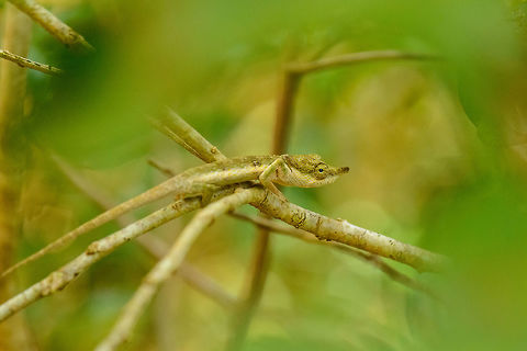 Calumma linotum, Amber Mountain, Madagascar Could be a youngster, not sure. Africa,Amber Mountain,Calumma linotum,Geotagged,Madagascar,Madagascar North,Spring,World