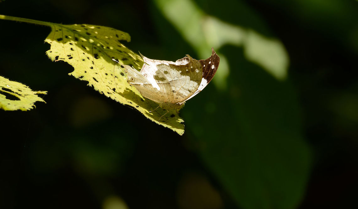 White butterfly baking in sun, Amber Mountain, Madagascar Not the best angle for identification, but here goes...overall white in color with black tips. Eyes are visible in the bottom of the forewing, one per wing. From the looks of it, the wings are quite damaged. Africa,Amber Mountain,Clouded mother-of-pearl,Geotagged,Madagascar,Madagascar North,Protogoniomorpha anacardii,Spring,World