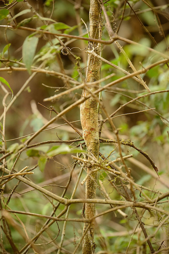 Mossy leaf-tailed gecko, Amber Mountain, Madagascar I&#039;ve seen them in 3 locations in Madagascar by now, and each time they still blow my mind. I intentionally did not crop to emphasize their camouflage abilities. Africa,Amber Mountain,Geotagged,Madagascar,Madagascar North,Mossy leaf-tailed gecko,Spring,Uroplatus sikorae,World
