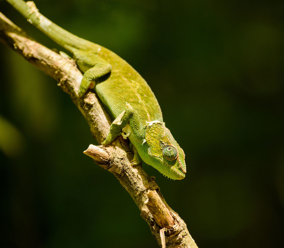 Female Amber Mountain Chameleon shedding skin, Amber Mountain, Madagascar Species is likely, but I am not 100% sure, will double check it with an expert. Africa,Amber Mountain,Amber Mountain chameleon,Calumma amber,Geotagged,Madagascar,Madagascar North,Spring,World