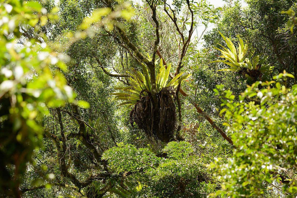 Bird's Nest Fern, Amber Mountain, Madagascar In Amber Mountain, the forest is full of these giant nest-like plants. The common name "Bird's Nest Fern" is confusing as it is used for the genus as well as multiple species. I assume that this is the Asplenium nidus species, which is documented to occur in Madagascar. Africa,Amber Mountain,Asplenium nidus,Geotagged,Madagascar,Madagascar North,Spring,World