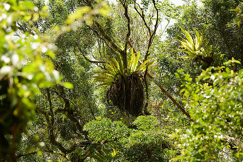 Bird's Nest Fern, Amber Mountain, Madagascar In Amber Mountain, the forest is full of these giant nest-like plants. The common name "Bird's Nest Fern" is confusing as it is used for the genus as well as multiple species. I assume that this is the Asplenium nidus species, which is documented to occur in Madagascar. Africa,Amber Mountain,Asplenium nidus,Geotagged,Madagascar,Madagascar North,Spring,World