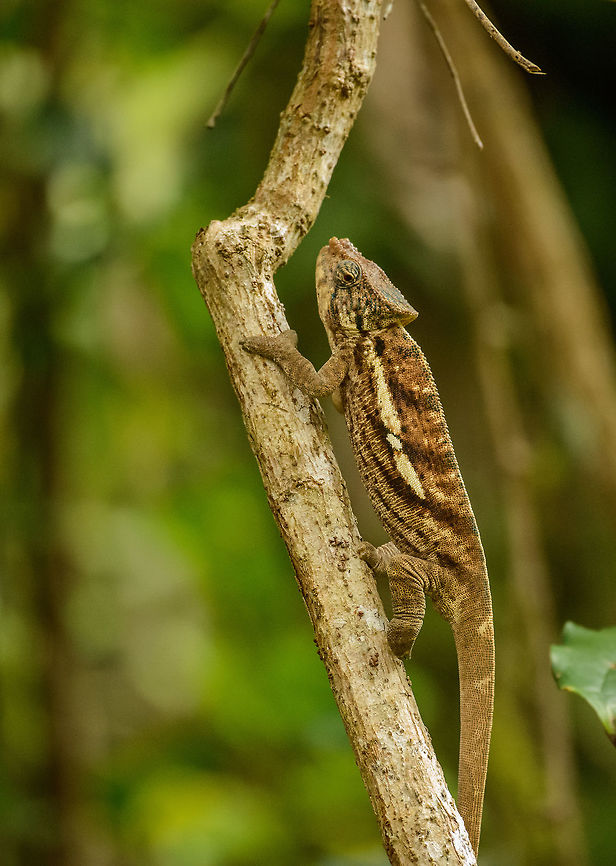 Male Amber Mountain Chameleon on the go, Amber Mountain, Madagascar  Africa,Amber Mountain,Amber Mountain chameleon,Calumma amber,Geotagged,Madagascar,Madagascar North,Spring,World