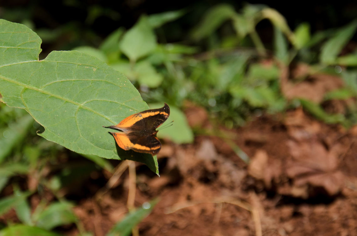 Black/orange butterfly, Amber Mountain, Madagascar Poor photo taken from a distance, and then cropped. I'm sharing it in hope of it being a species we don't have yet. Species under investigation. Africa,Amber Mountain,Madagascar,Madagascar North,Precis eurodoce,World