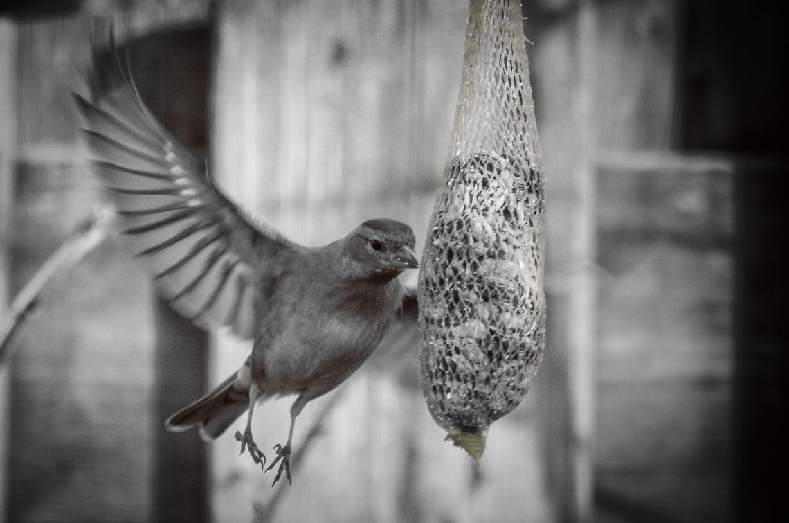 An ode to Rick Recently Ludo submitted a photo as an ode to Andrey, a great marine photographer. I think its a great idea to cherish our members. So hereby an ode to Rick Lieder. Rick is known for his unique style of telling great poetic stories of the world of birds and insects. Combined with a unique sense of timing you know a photo is by Rick the second you see it. <br />
<br />
I lack the storytelling, the timing and the post processing skills of Rick, but this photo was inspired by his work.  Birds,Chaffinch,Fringilla coelebs,Garden