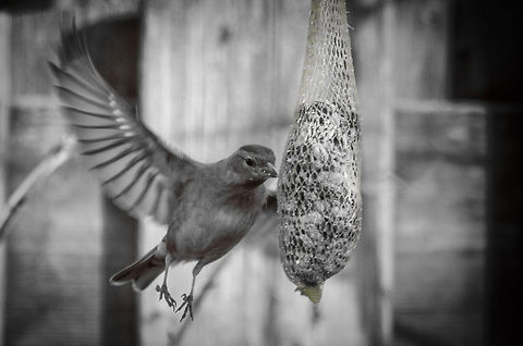An ode to Rick Recently Ludo submitted a photo as an ode to Andrey, a great marine photographer. I think its a great idea to cherish our members. So hereby an ode to Rick Lieder. Rick is known for his unique style of telling great poetic stories of the world of birds and insects. Combined with a unique sense of timing you know a photo is by Rick the second you see it. 

I lack the storytelling, the timing and the post processing skills of Rick, but this photo was inspired by his work.  Birds,Chaffinch,Fringilla coelebs,Garden