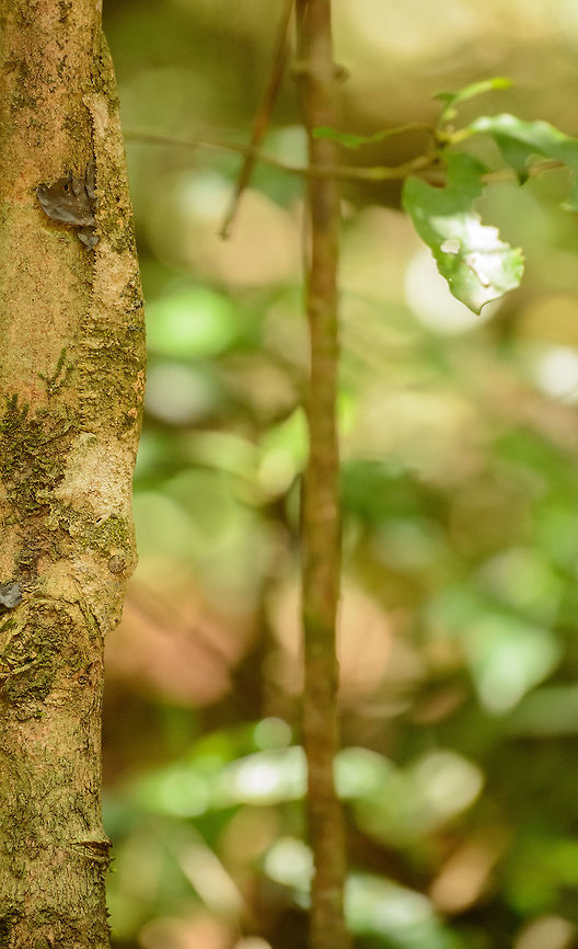 Business as usual in the Amber Mountain forest, Madagascar  Africa,Amber Mountain,Geotagged,Madagascar,Madagascar North,Mossy leaf-tailed gecko,Spring,Uroplatus sikorae,World