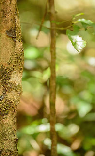 Business as usual in the Amber Mountain forest, Madagascar  Africa,Amber Mountain,Geotagged,Madagascar,Madagascar North,Mossy leaf-tailed gecko,Spring,Uroplatus sikorae,World