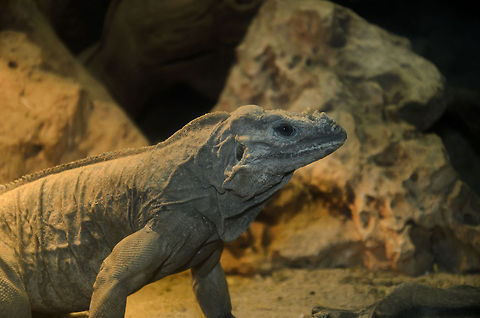 Rhinoceros Iguana Iguanas like these worship the sun, as it provides them vitamine D3, which helps to grow their bones. The major problem with open sunbathing in the wild however is that you're exposed to predators. Cyclura cornuta,Iguana,Oliemeulen,Rhinoceros Iguana (Cyclura cornuta),reptiles
