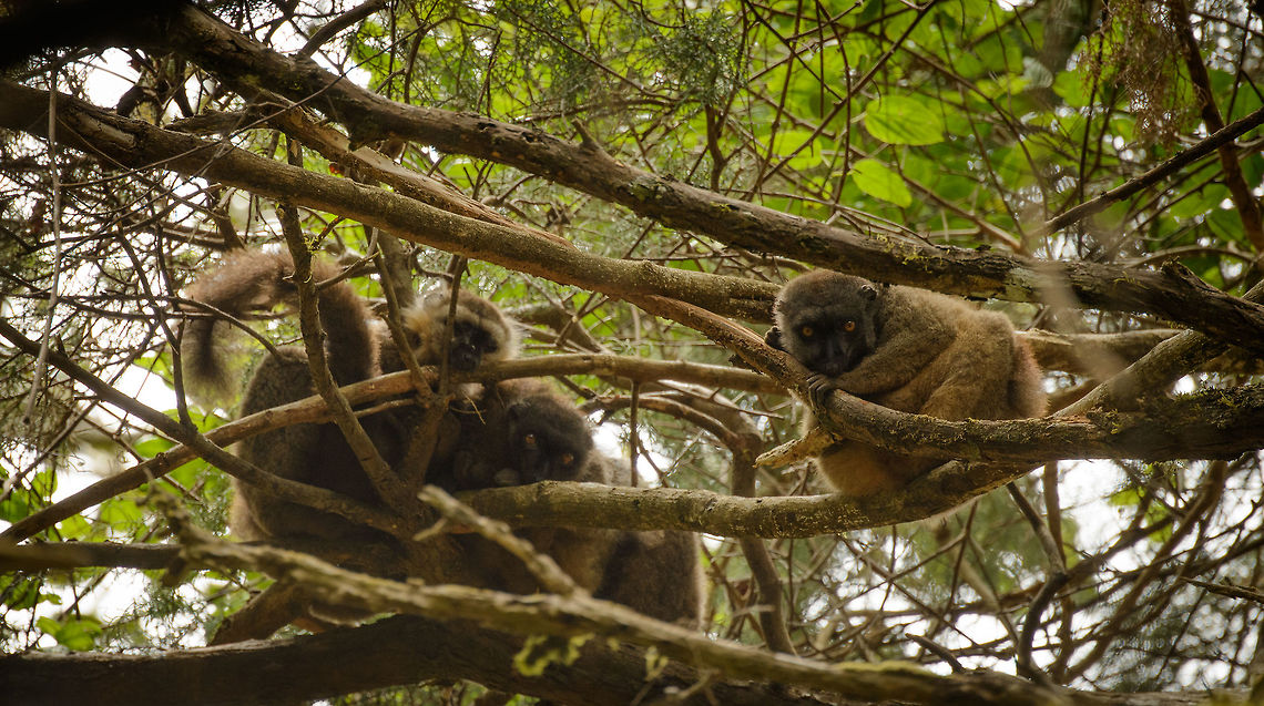 Group of Sanfords brown lemurs, Amber Mountain, Madagascar Sorry for the poor photo, they were high up and it was against the light. These lemurs have a very narrow distribution in the north of Madagascar. Africa,Amber Mountain,Eulemur sanfordi,Geotagged,Madagascar,Madagascar North,Sanfords brown lemur,Spring,World