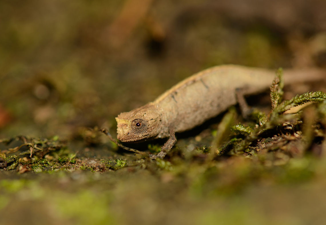 Brookesia tuberculata on forest floor, Amber Mountain, Madagascar  Africa,Amber Mountain,Brookesia tuberculata,Madagascar,Madagascar North,Mount d'Ambre leaf chameleon,World