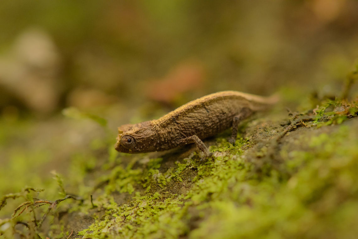 Brookesia tuberculata on forest floor - II, Amber Mountain, Madagascar  Africa,Amber Mountain,Brookesia tuberculata,Geotagged,Madagascar,Madagascar North,Mount dAmbre leaf chameleon,Spring,World