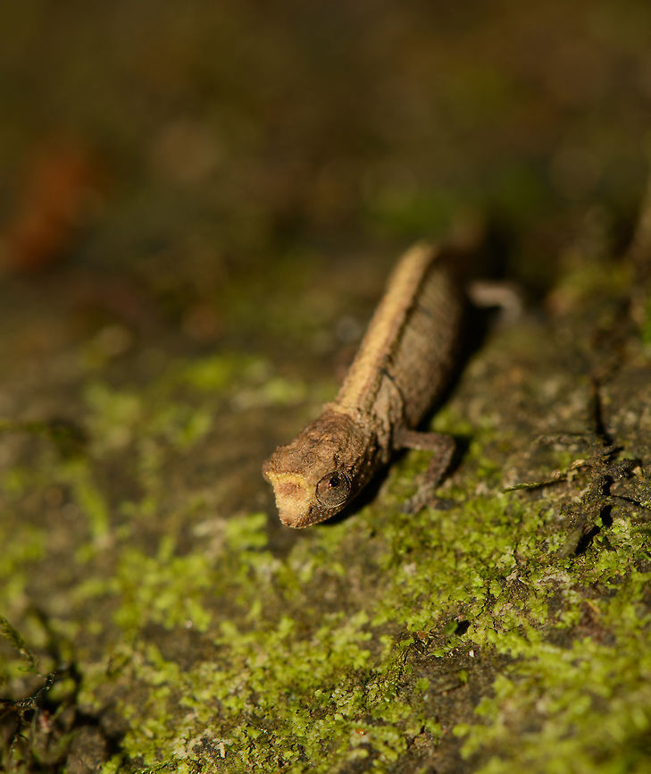 Brookesia tuberculata on forest floor - III, Amber Mountain, Madagascar  Africa,Amber Mountain,Brookesia tuberculata,Geotagged,Madagascar,Madagascar North,Mount d'Ambre leaf chameleon,Spring,World