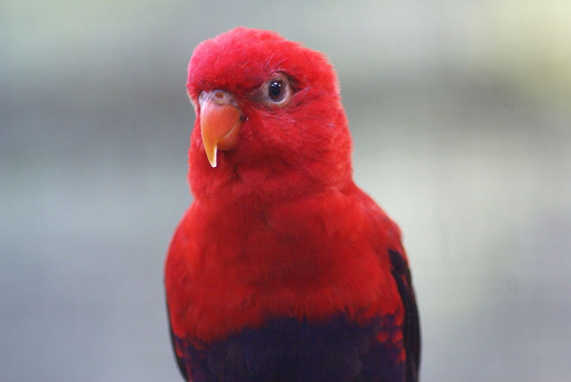 Red Lory A cultivated Red Lory that can be hand-fed in the Kuala Lumpur Bird Park. Birds,Eos bornea or Eos rubra,Lory,Malaysia,Red Lory